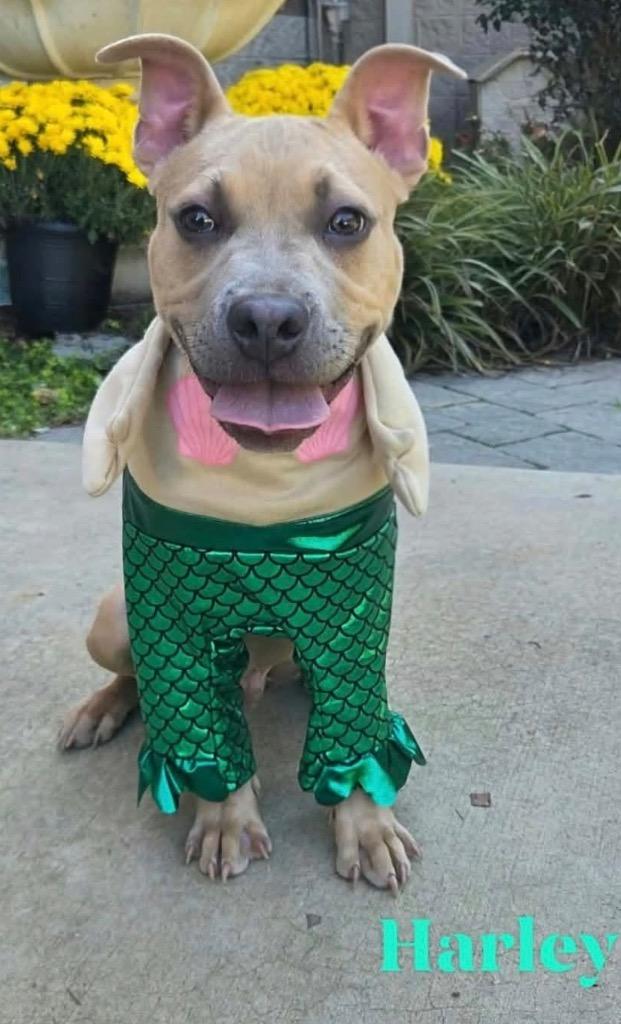 Harley, Adoptable, Puppy Male Pit Bull Terrier & French Bulldog.