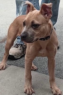Enlarge Harley, a Adoptable mixed breed in Elizabethton, TN image 2/2