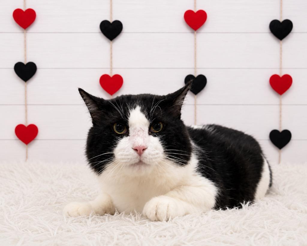 Enlarge Piko de Gato, a Adoptable mixed breed in Corpus Christi, TX image 1/1