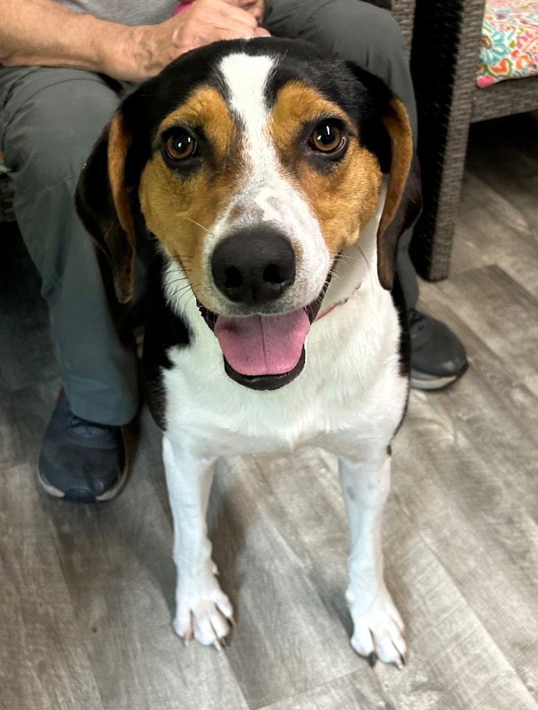 Dexter, Adoptable, Adult Male Hound & Border Collie.