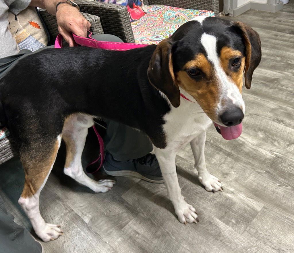 Dexter, a Adoptable mixed breed in Ellijay, GA image 2/2