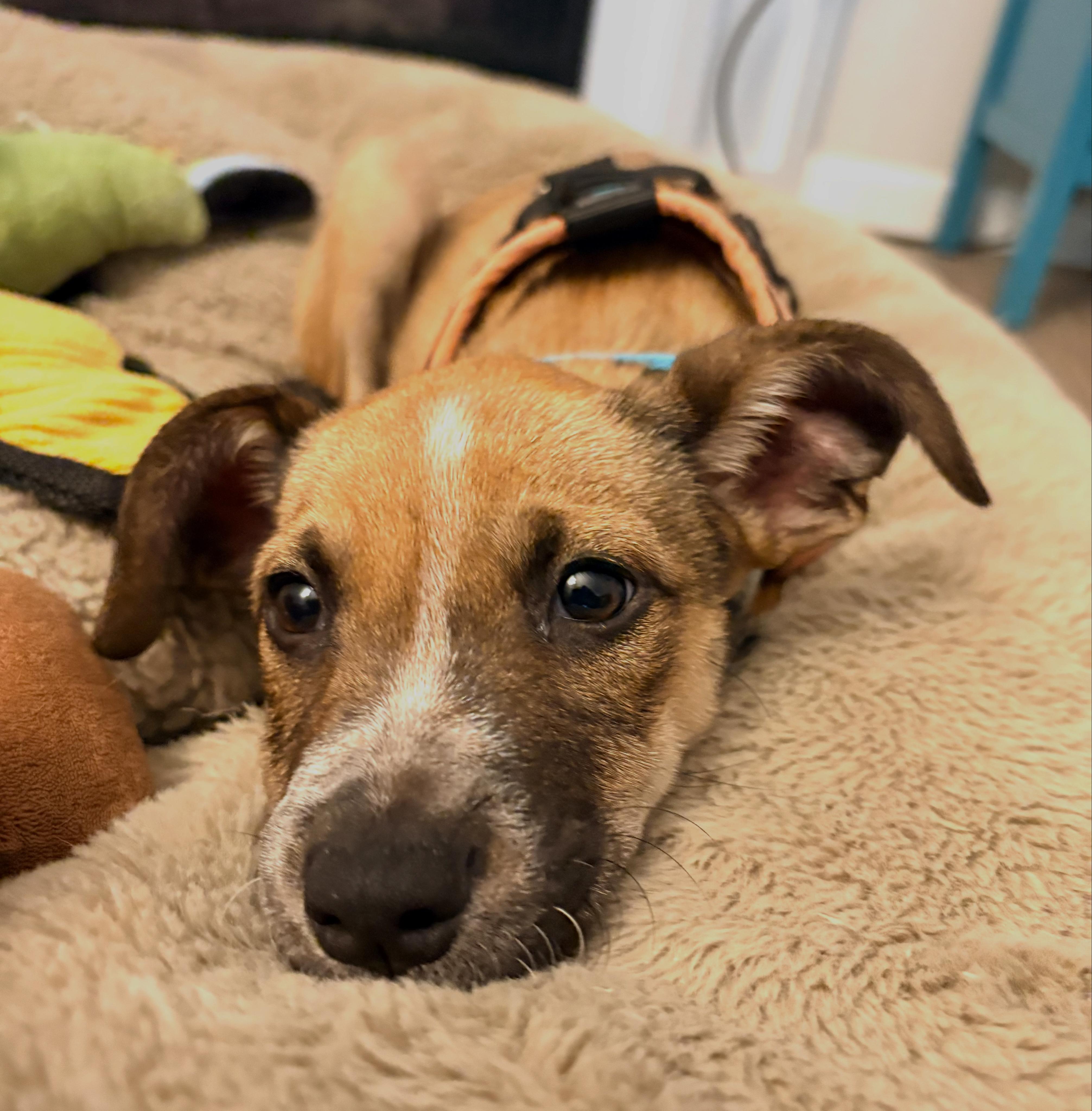 Affogato thumbnail 3