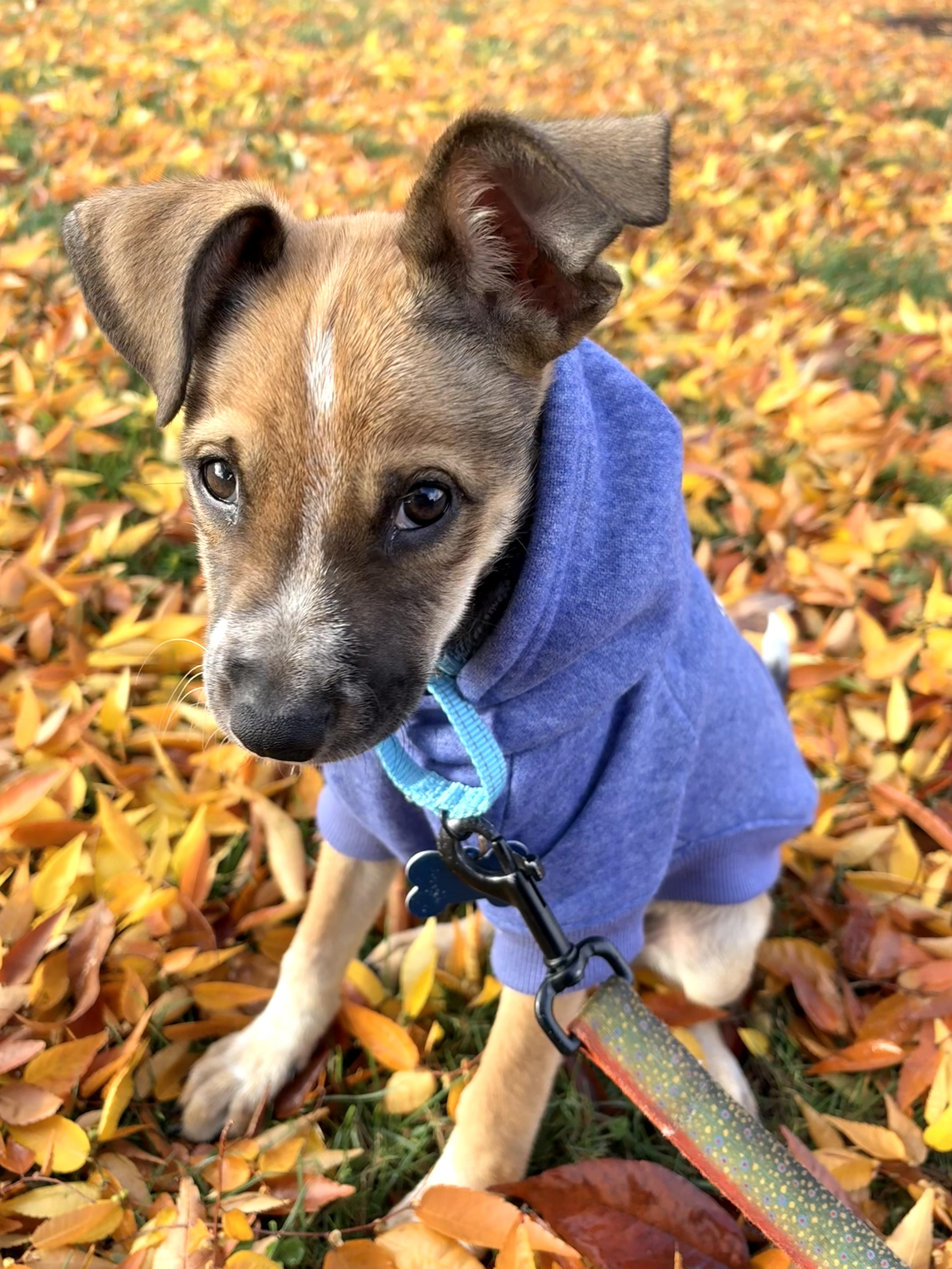 Affogato thumbnail 4