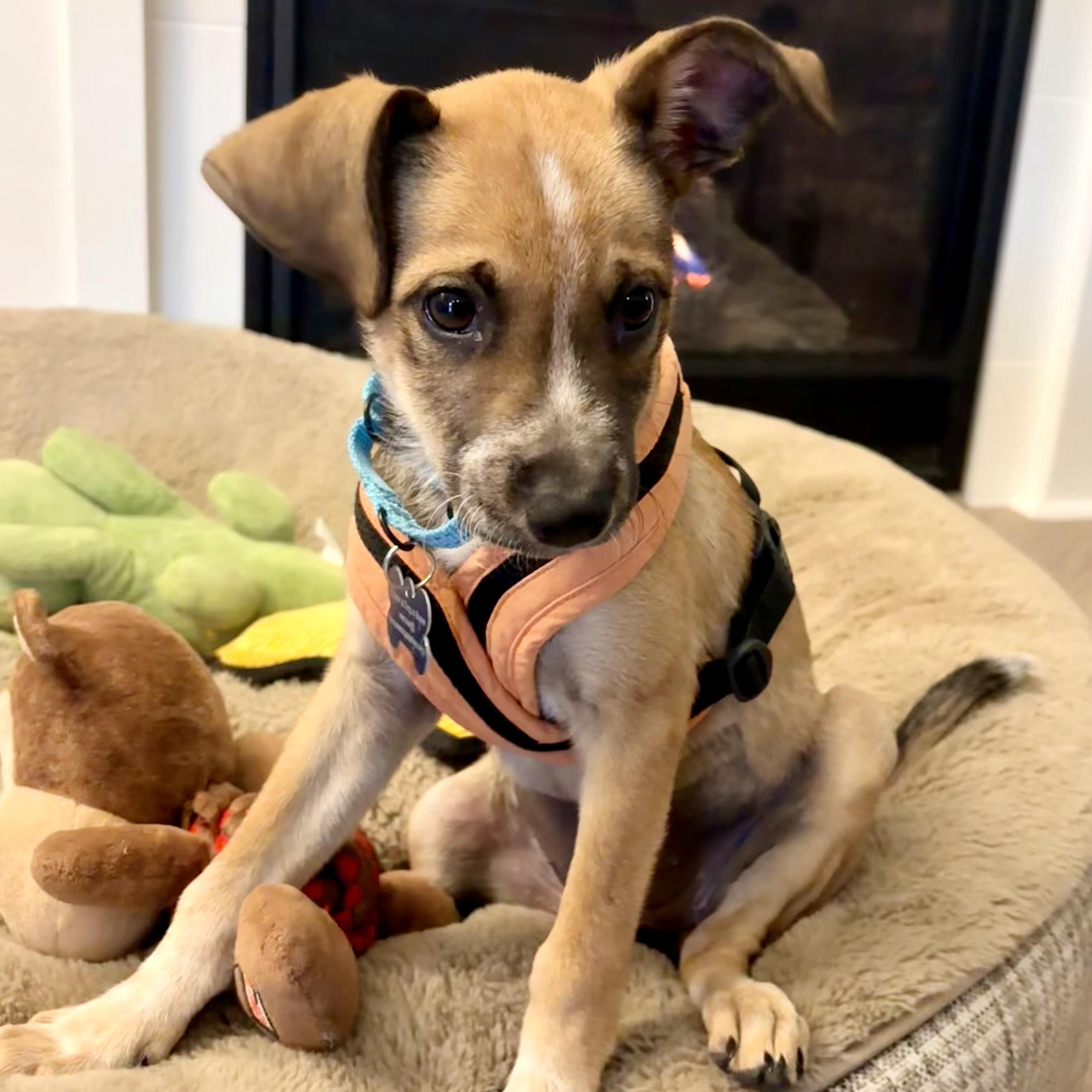 Affogato thumbnail 2