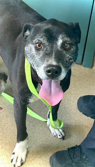 STAR, Adoptable, Senior Female Hound & Mixed Breed.