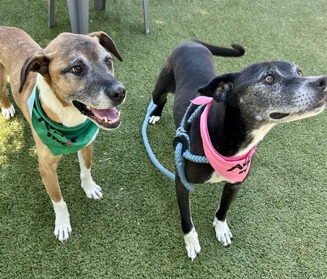 STAR, Adoptable, Senior Female Hound & Mixed Breed.