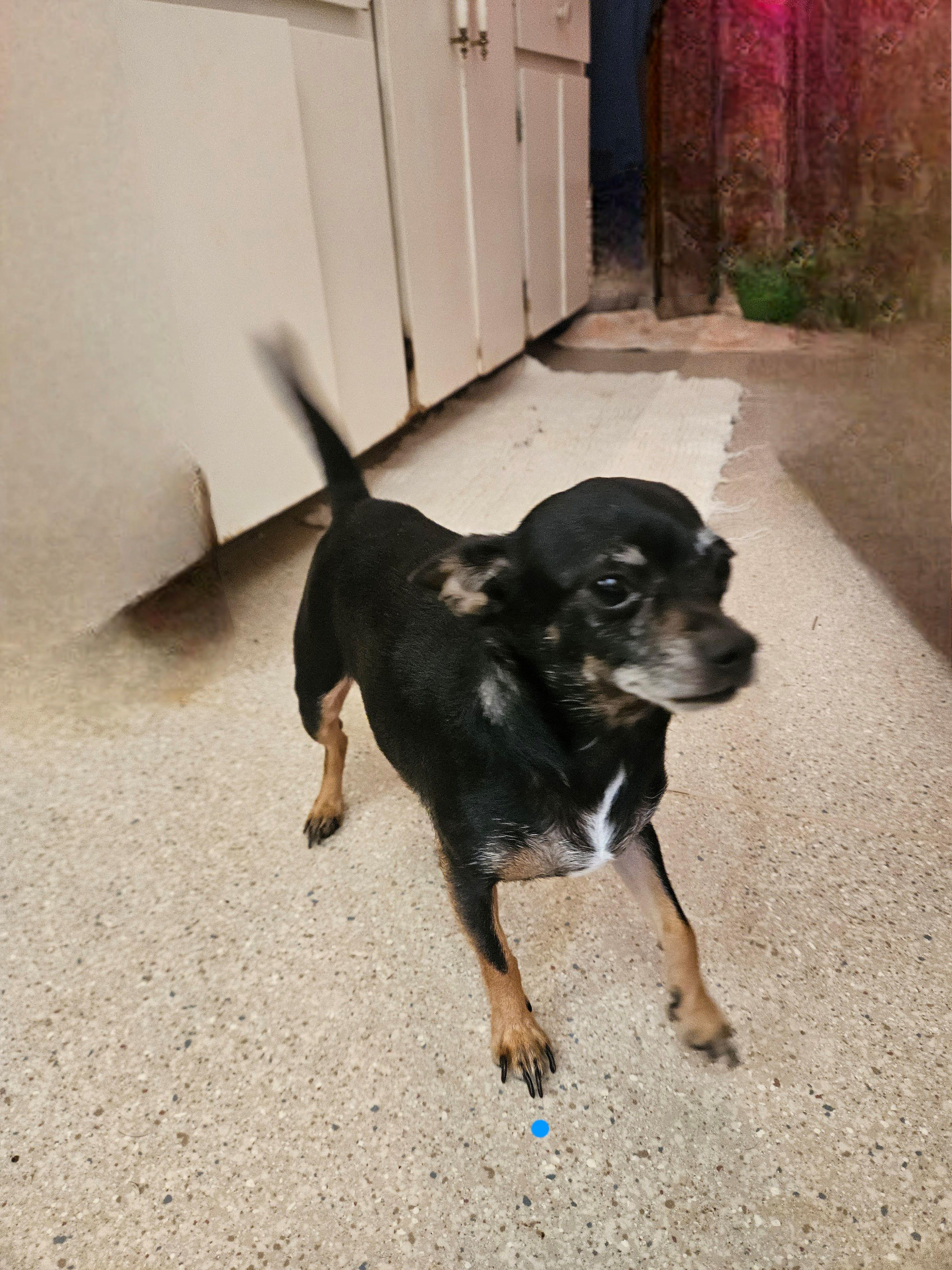 Sissy, an adopted Chihuahua in Longview, WA image 2/2