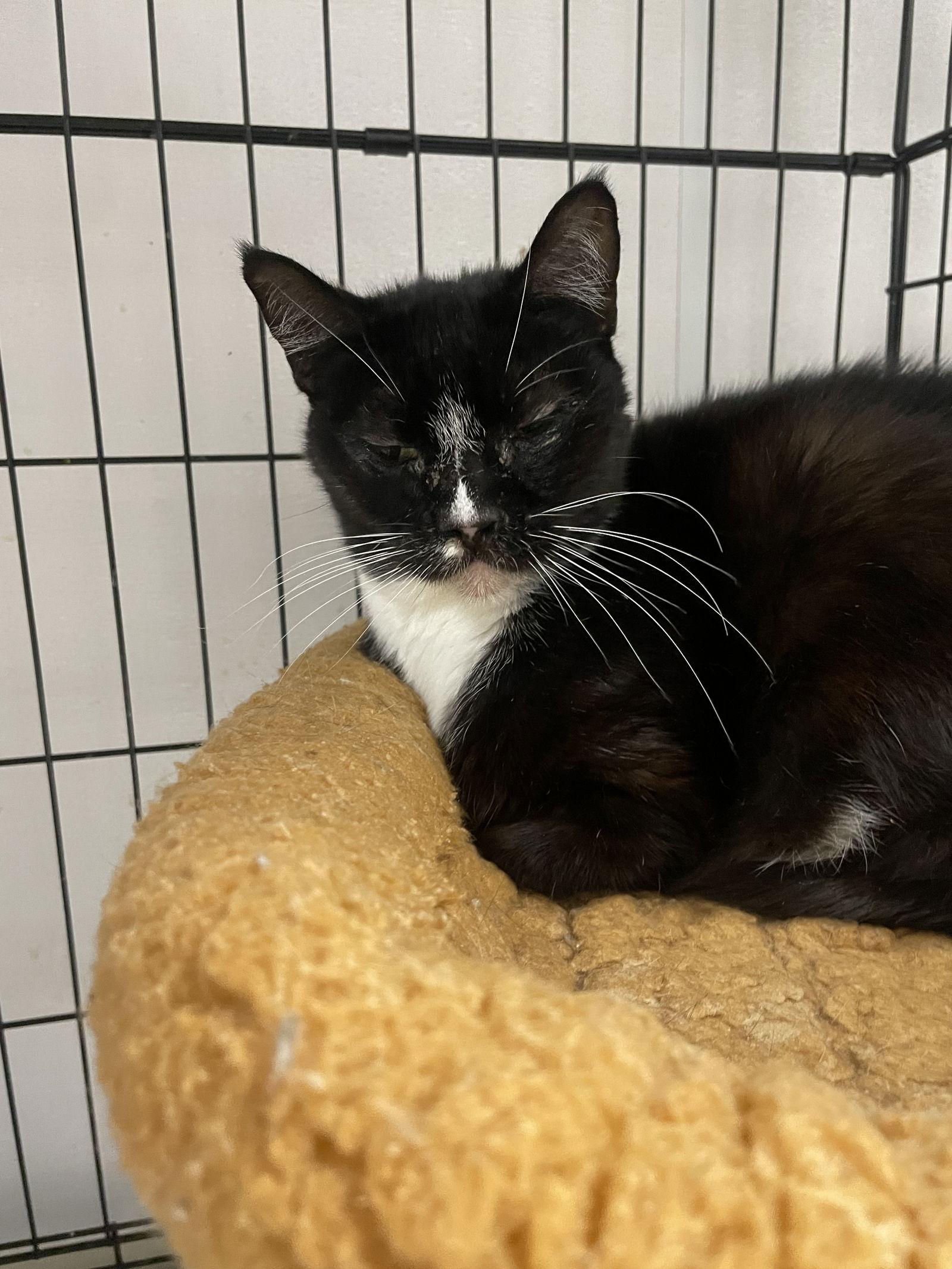 Enlarge Aoibheann, a Adoptable Domestic Short Hair in Satellite Beach, FL image 1/3