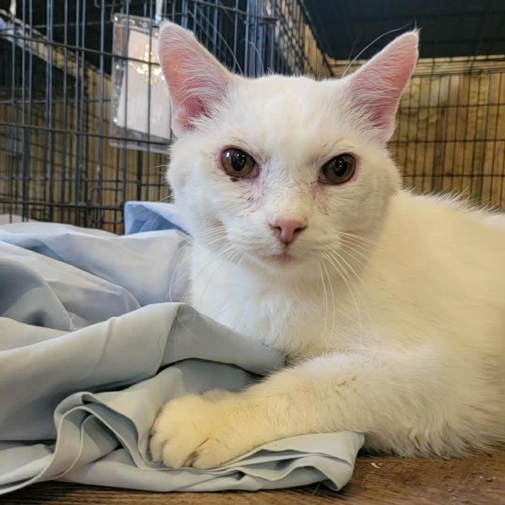 Enlarge Russo, a Adoptable Domestic Short Hair in Park Falls, WI image 1/4