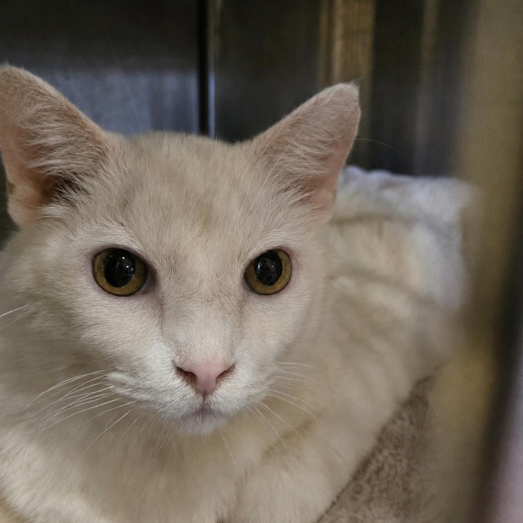 Enlarge Russo, a Adoptable Domestic Short Hair in Park Falls, WI image 2/4