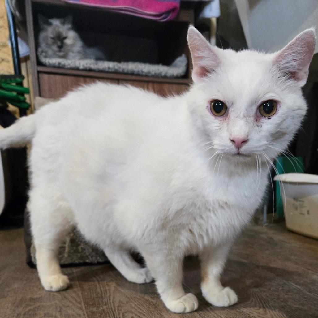 Enlarge Russo, a Adoptable Domestic Short Hair in Park Falls, WI image 3/4