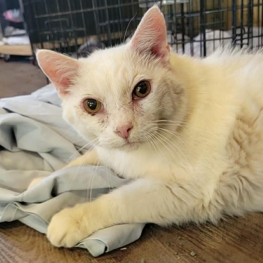Enlarge Russo, a Adoptable Domestic Short Hair in Park Falls, WI image 4/4