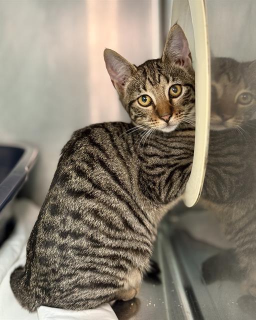 JONI, Adoptable, Kitten Female Domestic Short Hair.