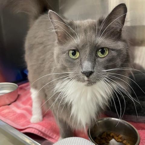 Butterbell — thumbnail 2