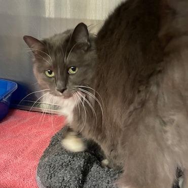 Butterbell — thumbnail 3