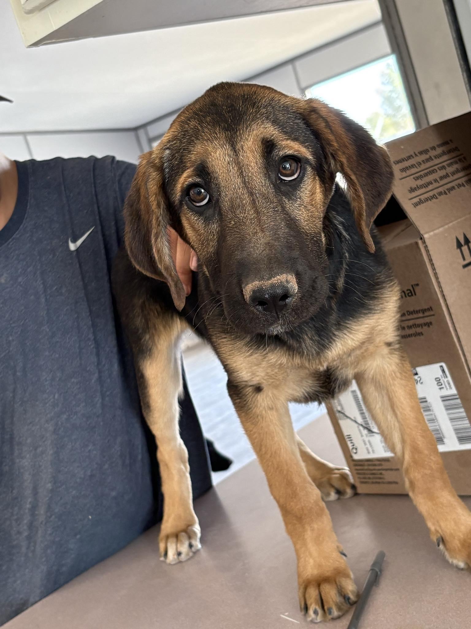 solstice, Adopted, Young Female Dutch Shepherd & Black Labrador Retriever.