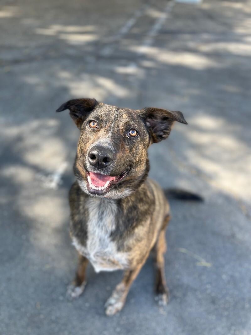 Mary Puppins, a Adoptable mixed breed in San Francisco , CA image 1/6