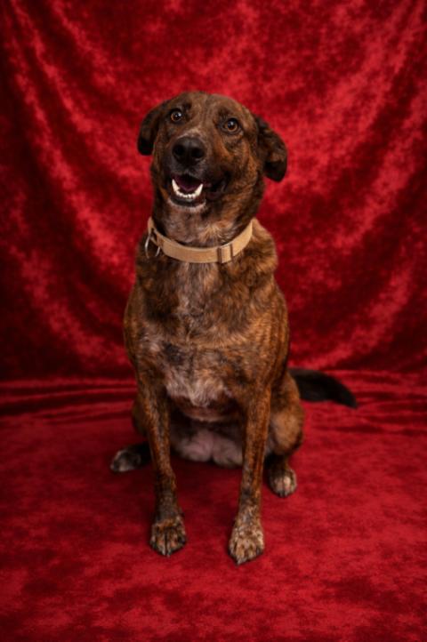 Mary Puppins, a Adoptable mixed breed in San Francisco , CA image 2/6