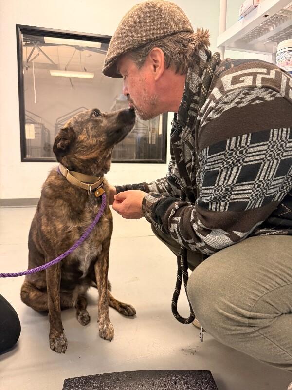Mary Puppins, Adoptable, Adult Female Cattle Dog & German Shepherd Dog.
