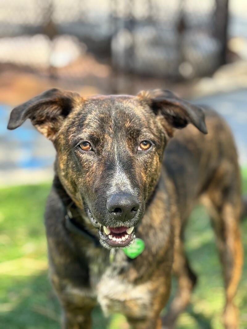 Mary Puppins, a Adoptable mixed breed in San Francisco , CA image 2/6