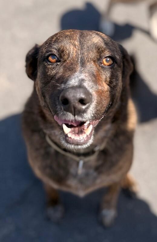 Mary Puppins, a Adoptable mixed breed in San Francisco , CA image 3/6