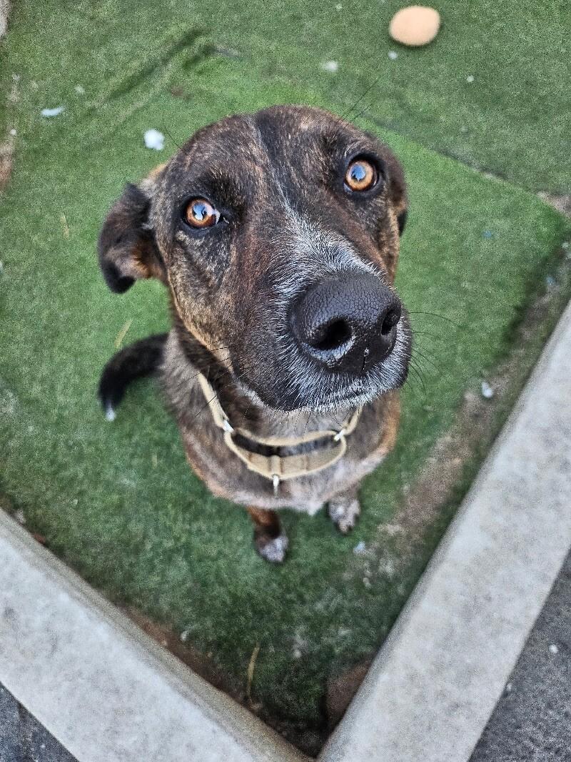 Mary Puppins, a Adoptable mixed breed in San Francisco , CA image 4/6