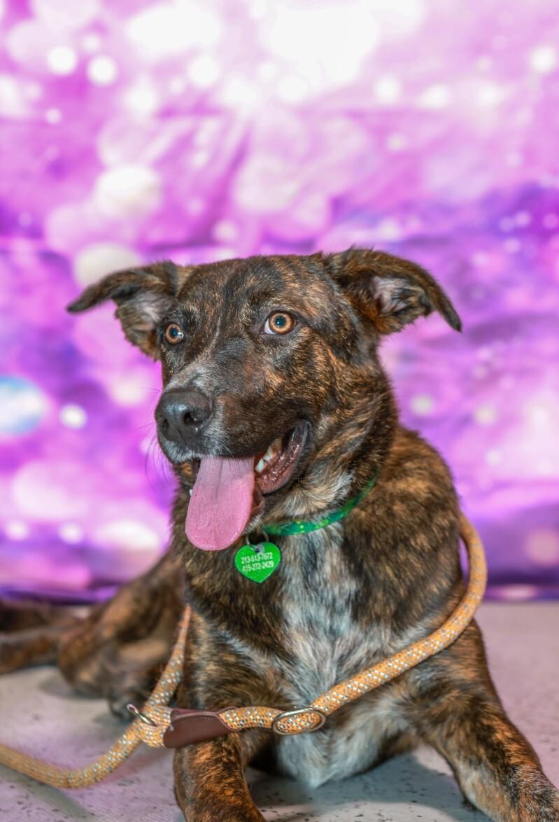 Mary Puppins, a Adoptable mixed breed in San Francisco , CA image 6/6