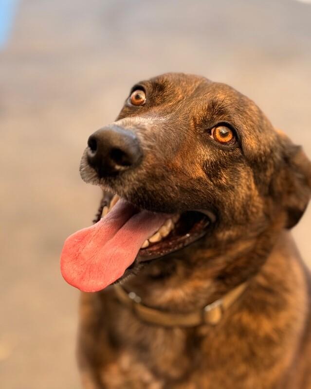 Mary Puppins, a Adoptable mixed breed in San Francisco , CA image 4/6