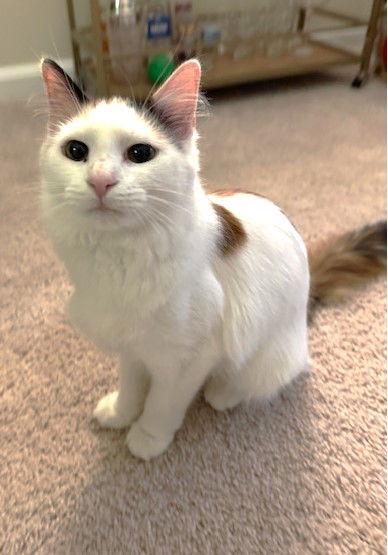 Enlarge Poppy, a Adoptable Domestic Long Hair in Reston, VA image 2/3