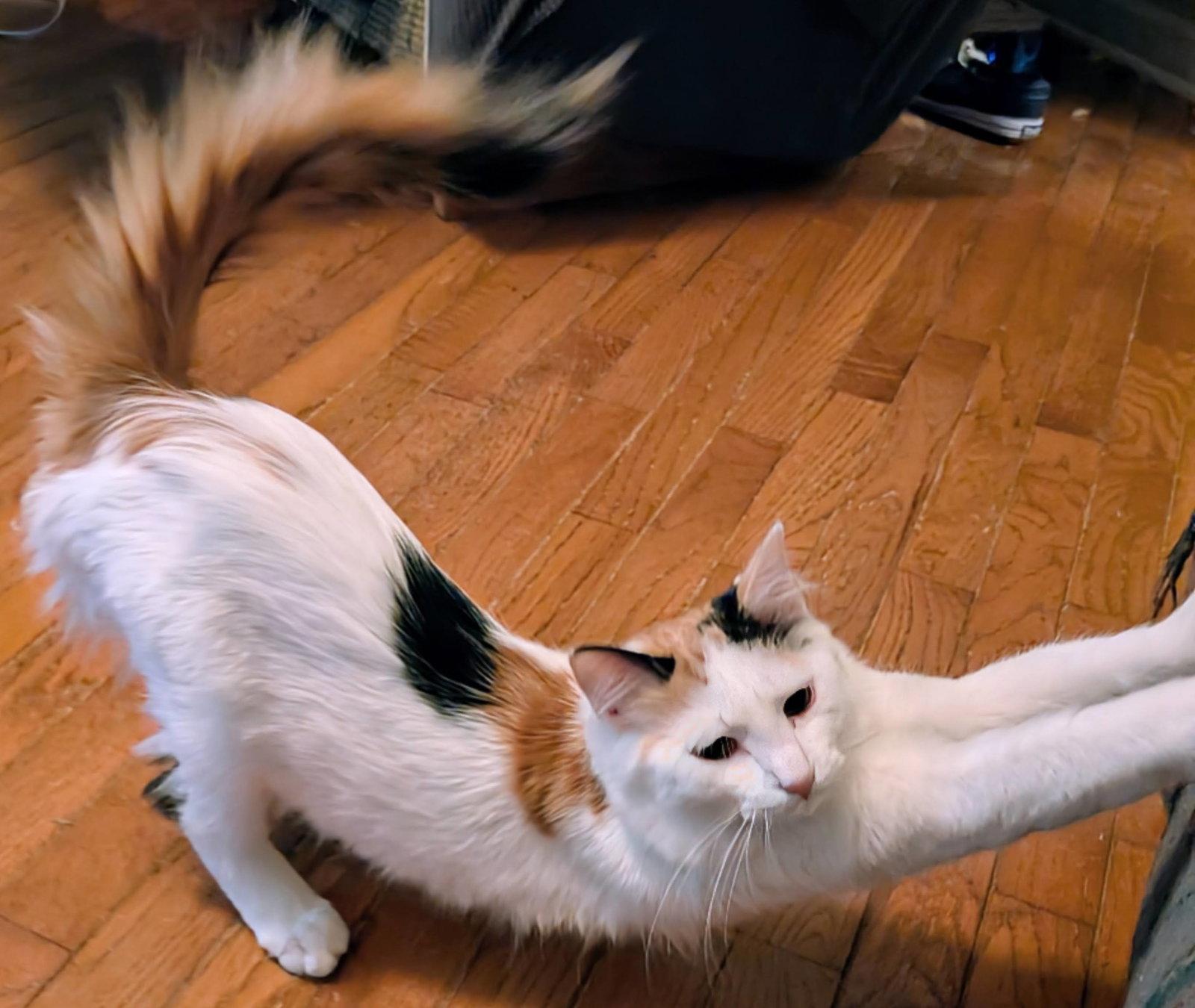 Enlarge Poppy, a Adoptable Domestic Long Hair in Reston, VA image 3/3