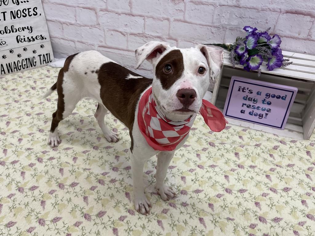 Enlarge Elle, a Adoptable mixed breed in Detroit, MI image 1/6