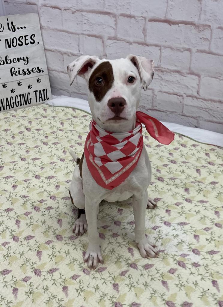 Enlarge Elle, a Adoptable mixed breed in Detroit, MI image 2/6