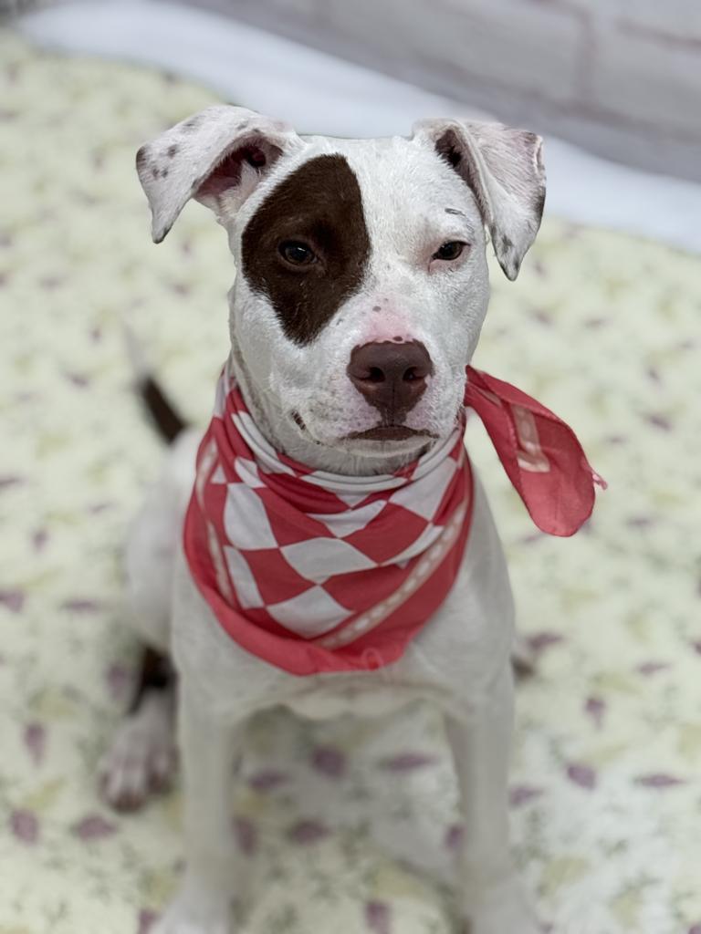 Enlarge Elle, a Adoptable mixed breed in Detroit, MI image 3/6