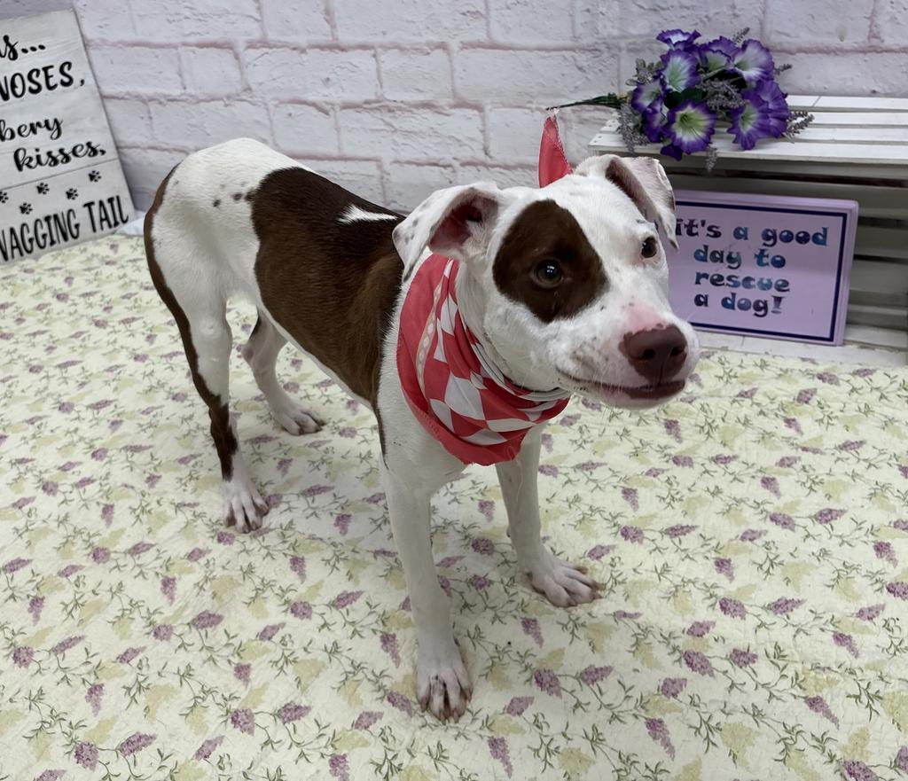 Enlarge Elle, a Adoptable mixed breed in Detroit, MI image 4/6