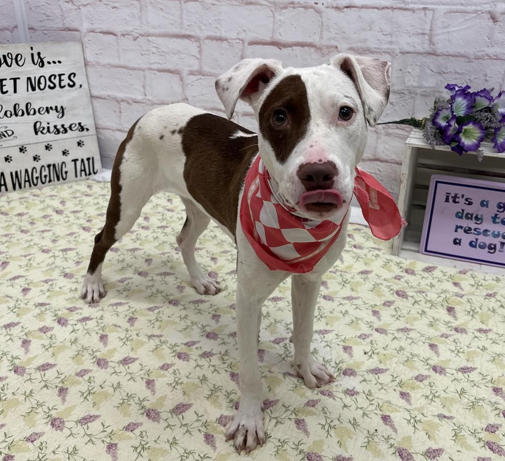 Enlarge Elle, a Adoptable mixed breed in Detroit, MI image 5/6