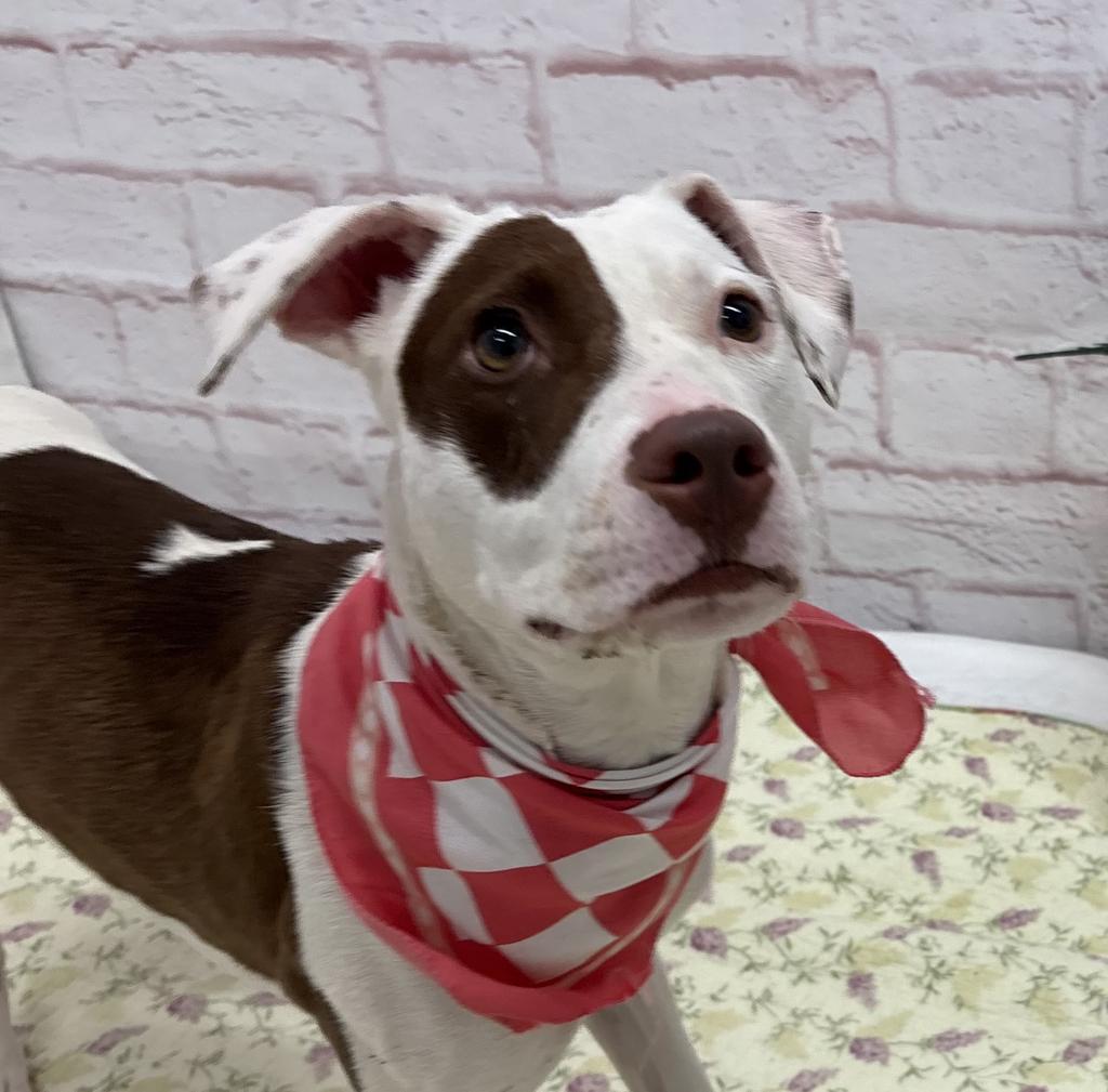Enlarge Elle, a Adoptable mixed breed in Detroit, MI image 6/6