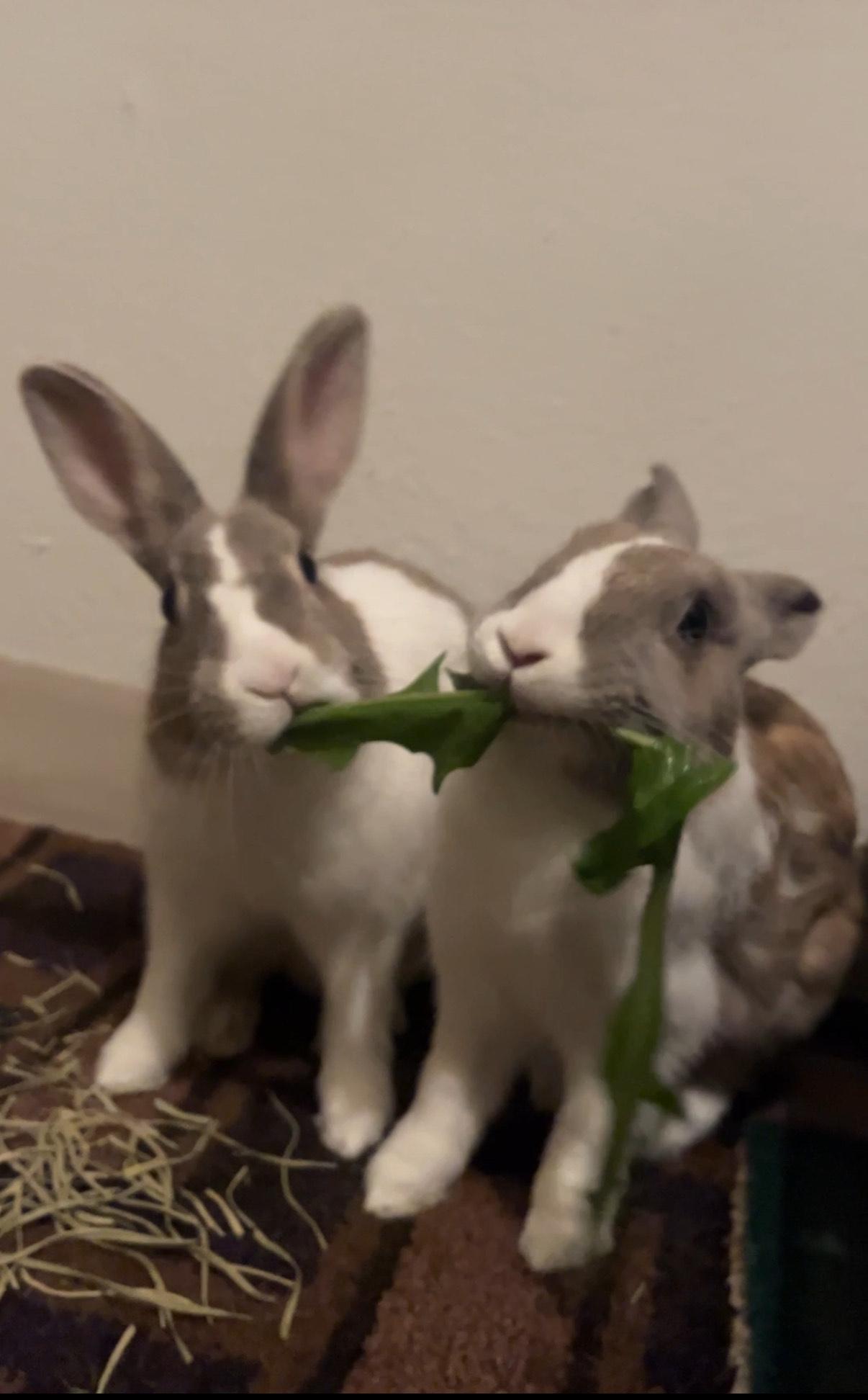 Enlarge Rowan & Raphael, a Adopted Dutch in Los Angeles, CA image 3/4