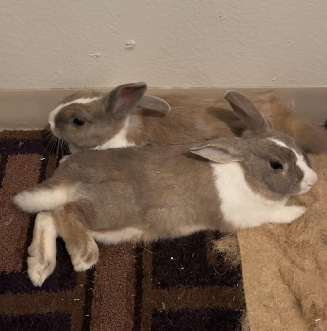 Enlarge Rowan & Raphael, a Adopted Dutch in Los Angeles, CA image 2/4