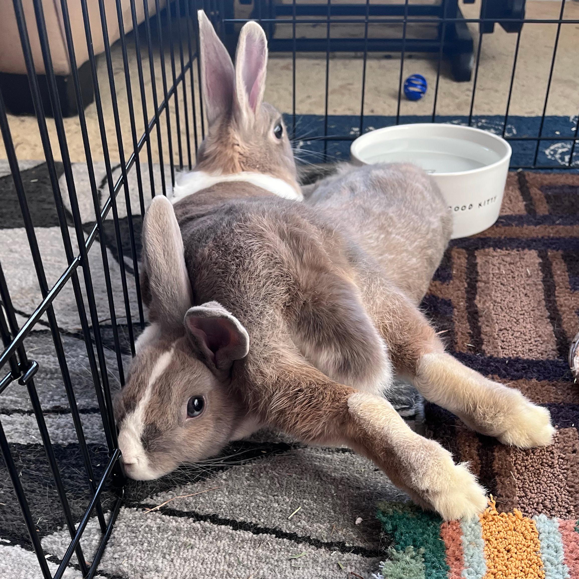 Enlarge Rowan & Raphael, a Adopted Dutch in Los Angeles, CA image 1/4