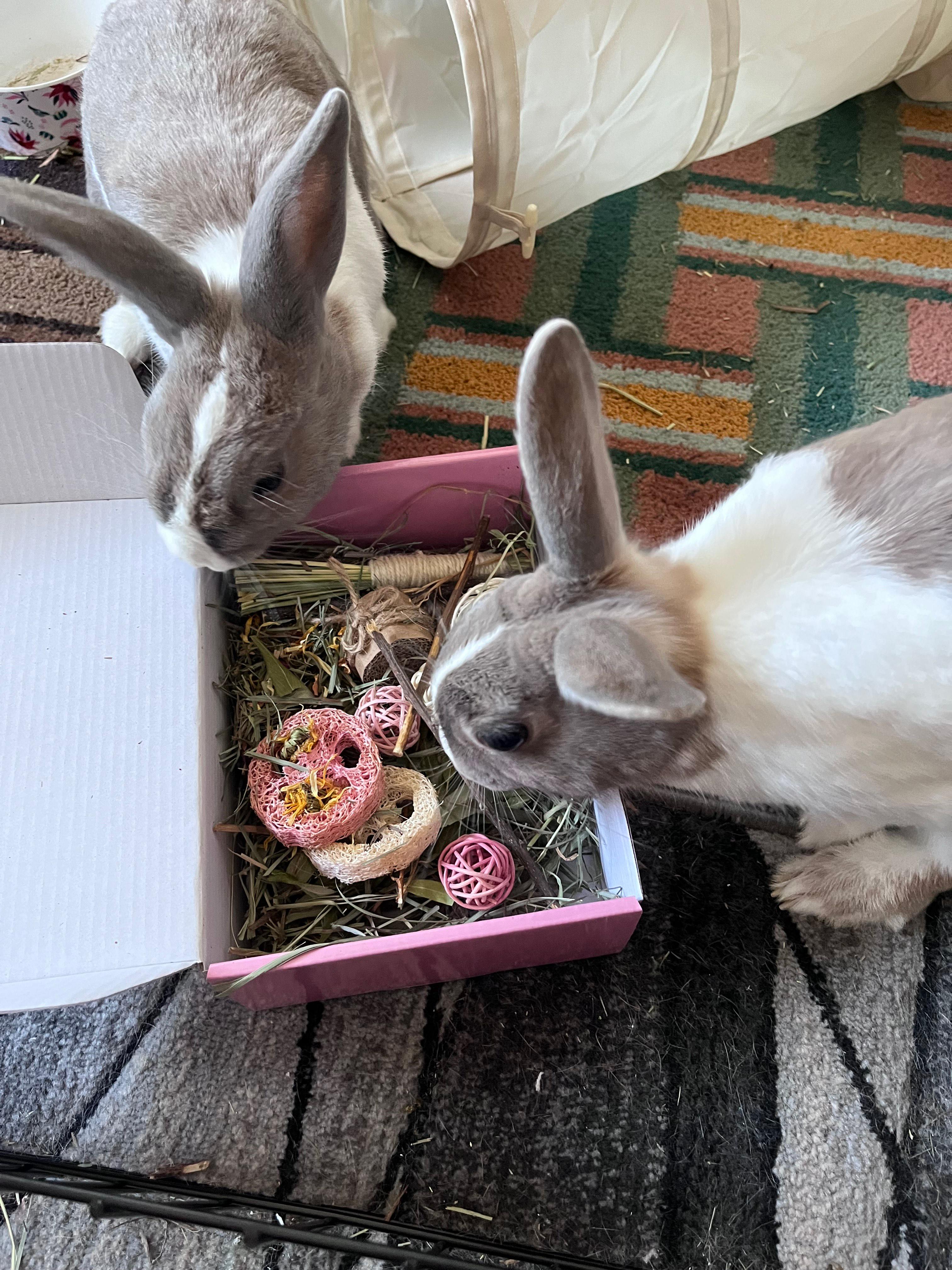 Enlarge Rowan & Raphael, a Adopted Dutch in Los Angeles, CA image 4/4