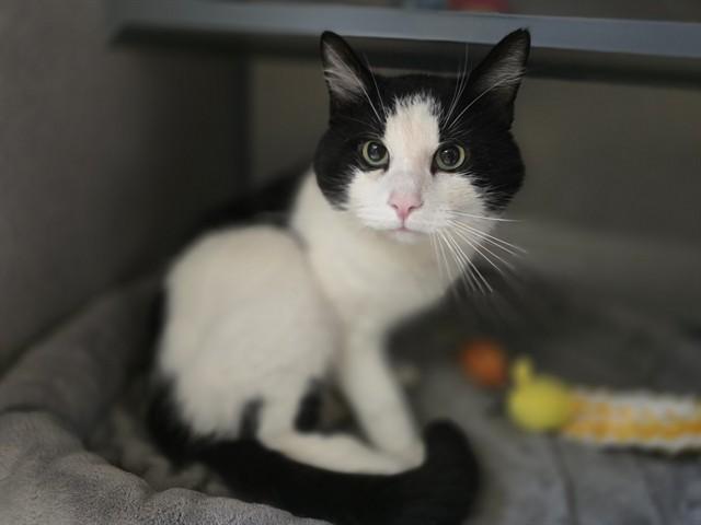 Enlarge BOB, a Adoptable Domestic Short Hair in Aliquippa, PA image 1/1