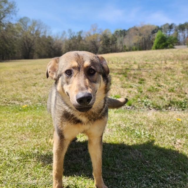 Enlarge Annie, an adopted mixed breed in Manhasset, NY image 2/6