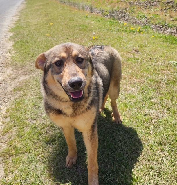 Enlarge Annie, an adopted mixed breed in Manhasset, NY image 1/6