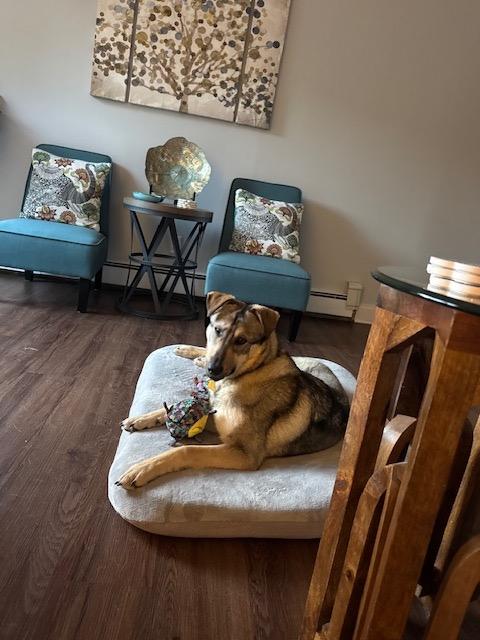 Enlarge Annie, an adopted mixed breed in Manhasset, NY image 5/6