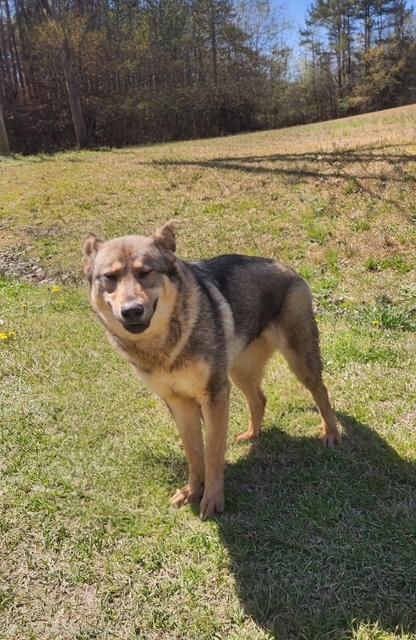 Enlarge Annie, an adopted mixed breed in Manhasset, NY image 3/6