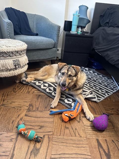 Enlarge Annie, an adopted mixed breed in Manhasset, NY image 4/6