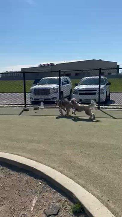 Enlarge Annie, an adopted mixed breed in Manhasset, NY video 6/6