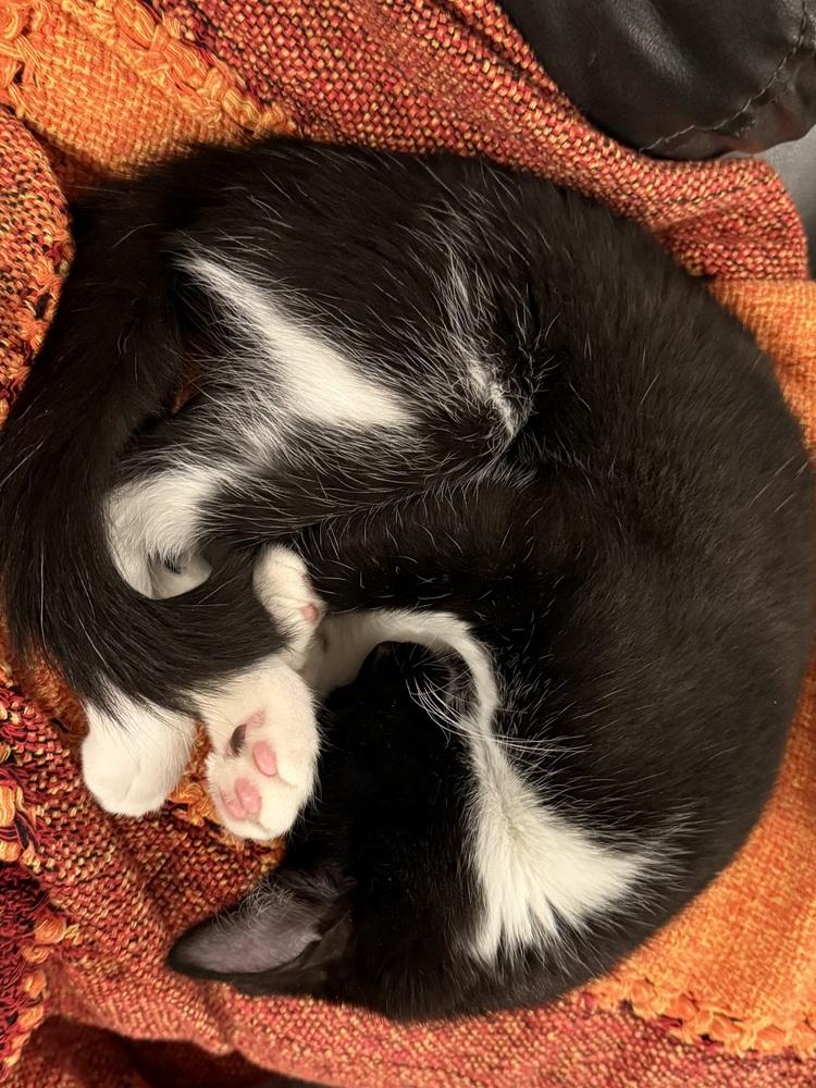 Pansey, Adoptable, Kitten Female Domestic Short Hair.