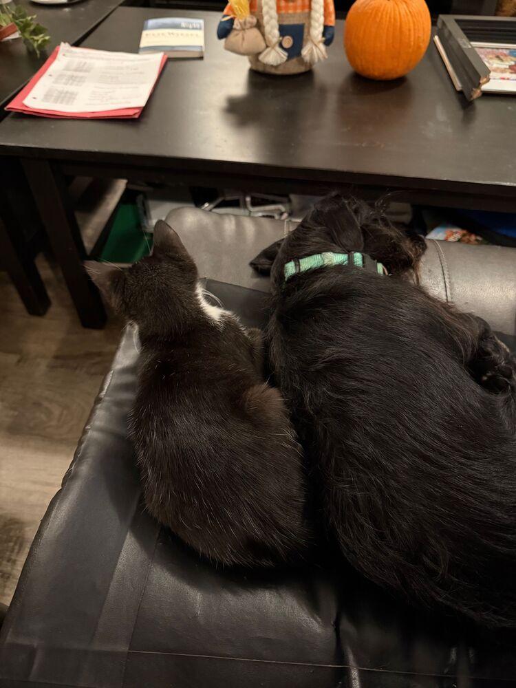 Enlarge Pansey, a Adoptable Domestic Long Hair in Mooresville, NC image 1/4