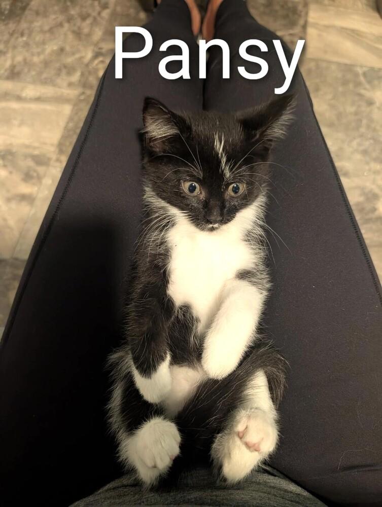 Enlarge Pansey, a Adoptable Domestic Long Hair in Mooresville, NC image 2/4